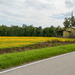 Field of Flowers