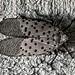 Spotted Lantern Fly