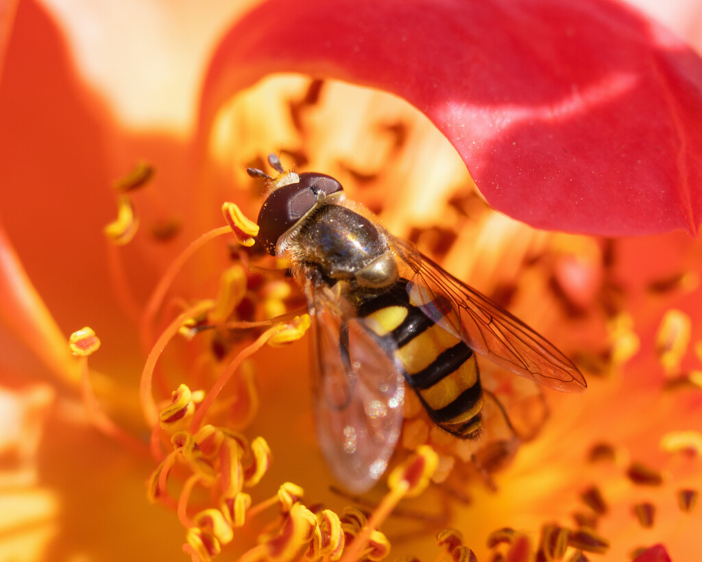 hoverfly by aecasey