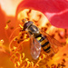 hoverfly