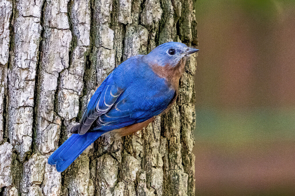 Eastern Bluebird by kvphoto