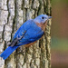 Eastern Bluebird