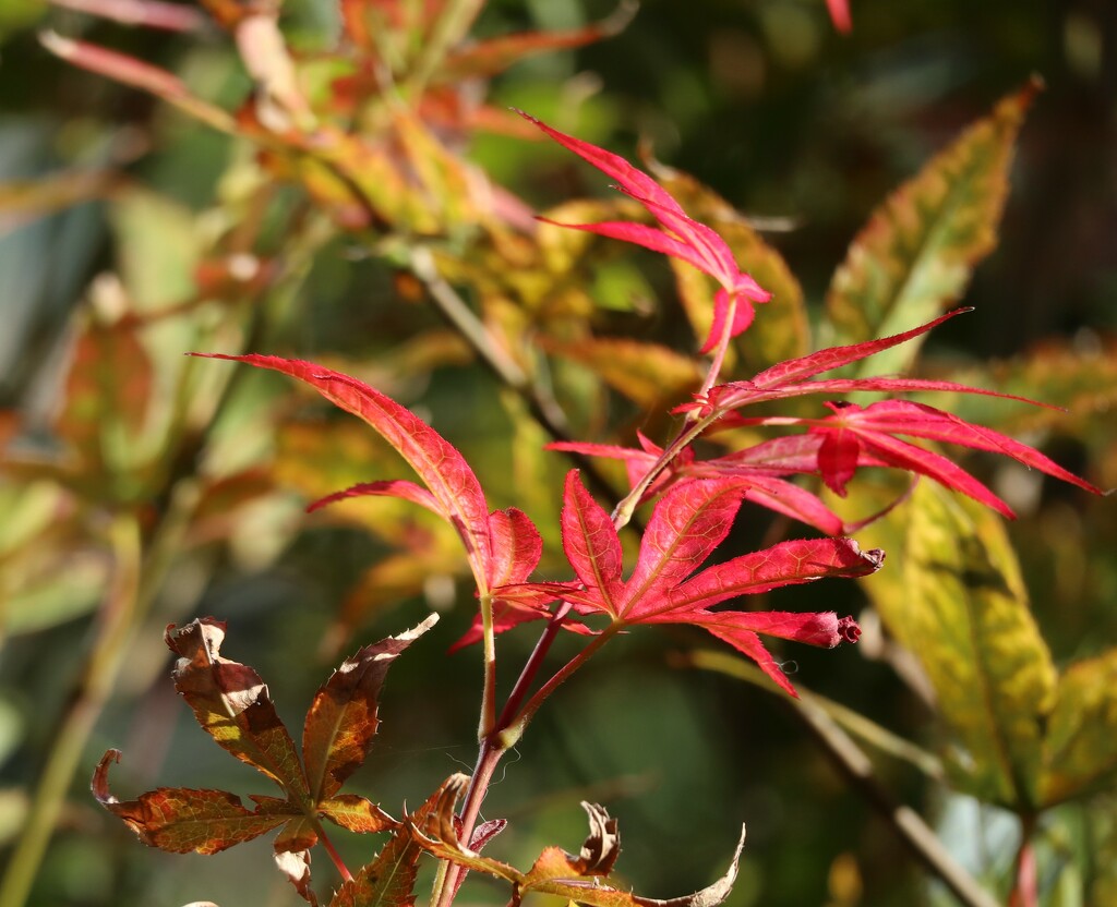 Autumn Red by 365projectorgheatherb