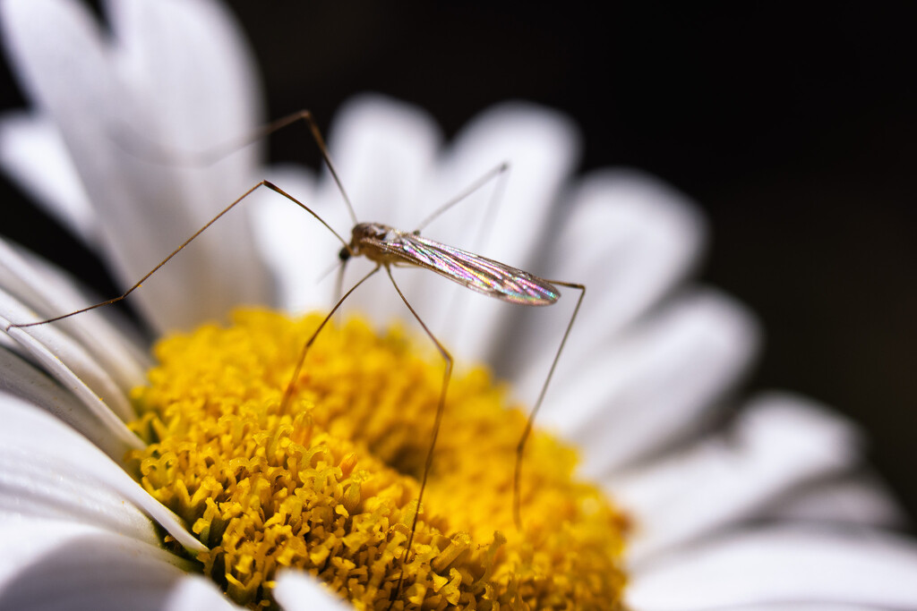 on the daisy by aecasey