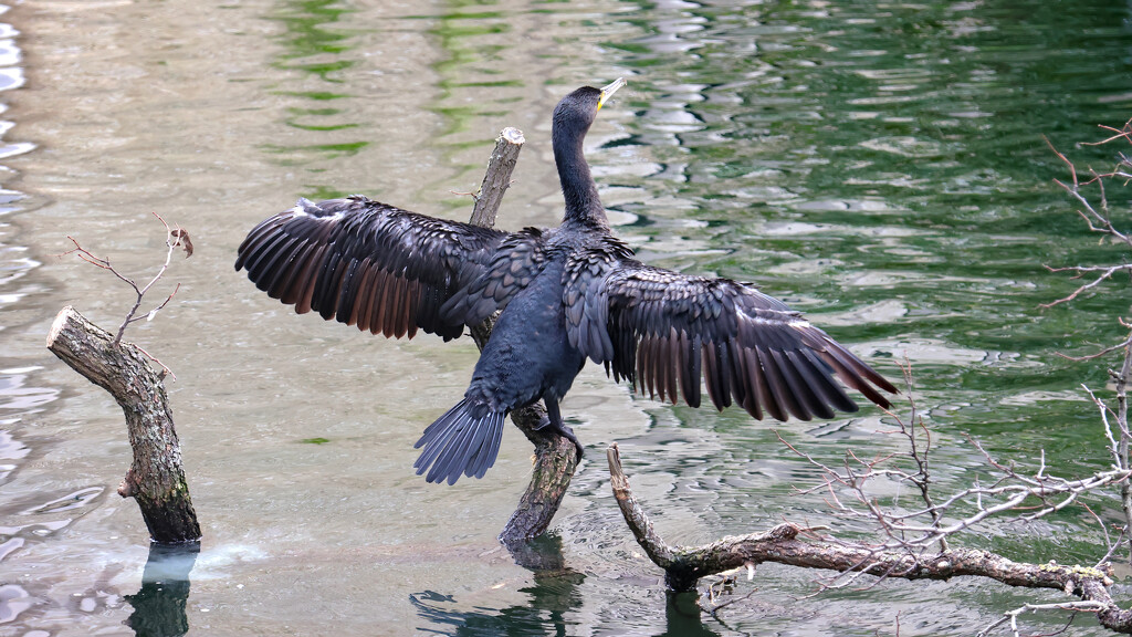 Cormorant drying its winds on Regents Canal, London by neil_ge