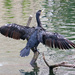 Cormorant drying its wings on Regents Canal, London