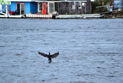 2nd Oct 2024 - Cormorant Landing