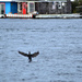 Cormorant Landing