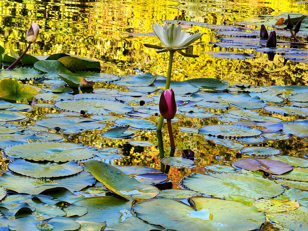 Water lily and fall reflections by ljmanning