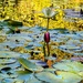 Water lily and fall reflections