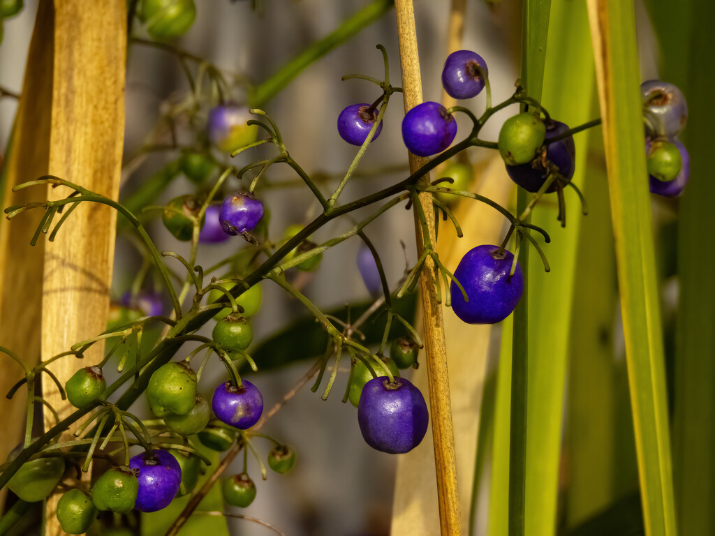 Dianella by koalagardens