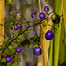 Dianella