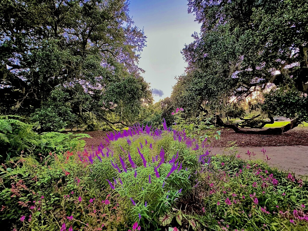 Hampton Park and Mexican bush sage by congaree