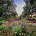 Hampton Park and Mexican bush sage