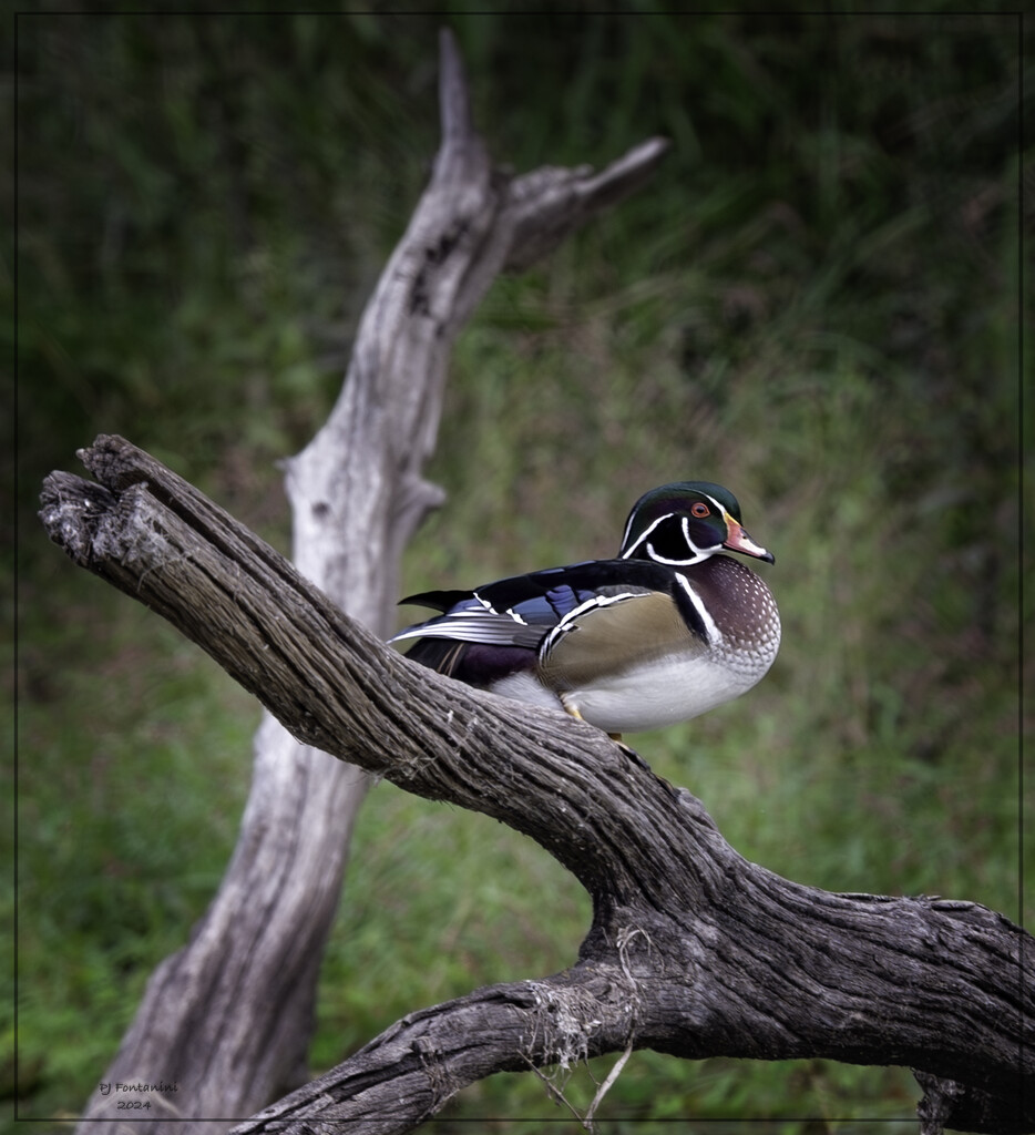 Wood Duck by bluemoon