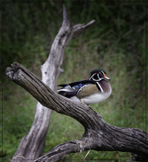 5th Oct 2024 - Wood Duck