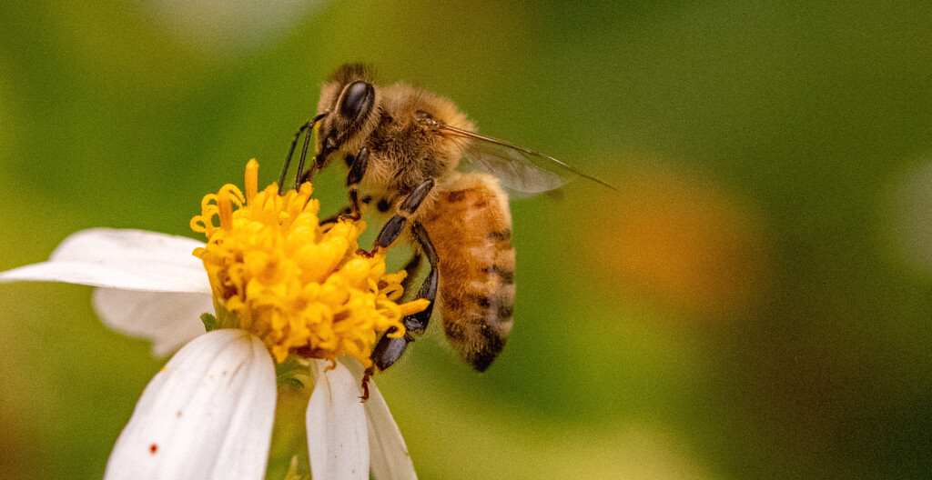 Bee on the Flower! by rickster549