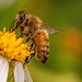 Bee on the Flower!