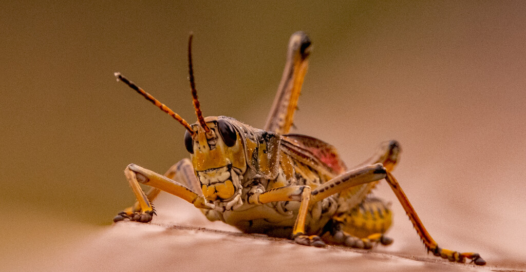 Eastern Lubber Grasshopper on the Rail! by rickster549