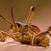 Eastern Lubber Grasshopper on the Rail!