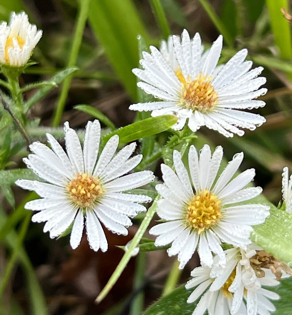 Tiny dew drops on tiny flowers by sjgiesman