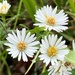 Tiny dew drops on tiny flowers