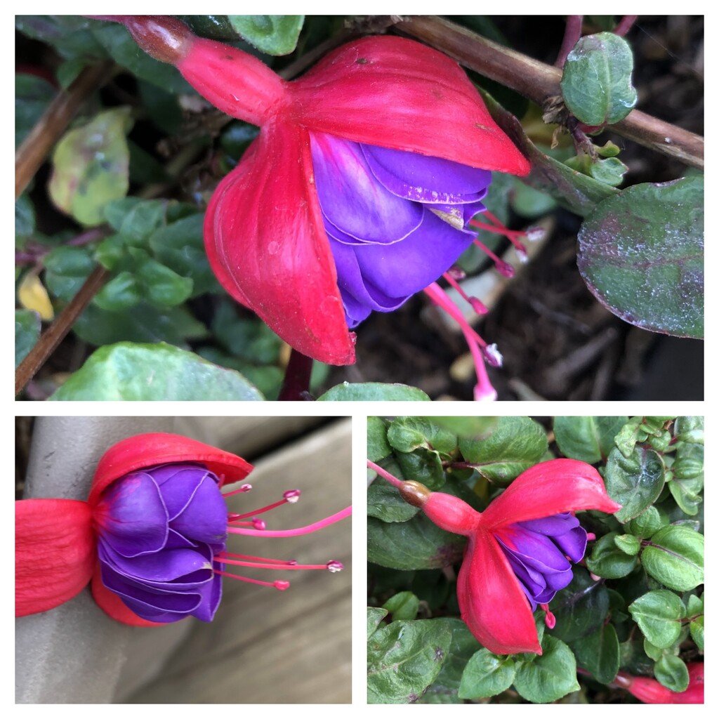 Fuchsia Plant Flowering  by dailypix