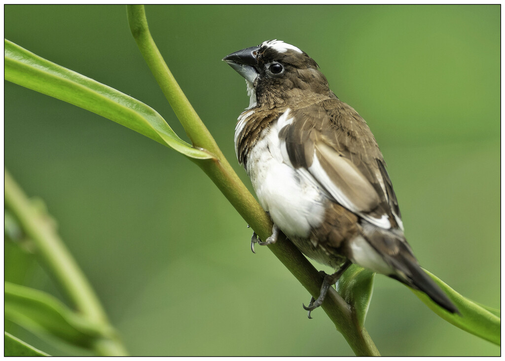 Lonchura Striata (?) by aikiuser