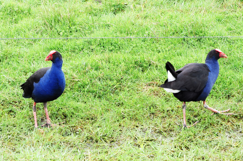 pukeko pair  by kali66