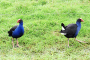 3rd Oct 2024 - pukeko pair 