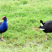 pukeko pair 