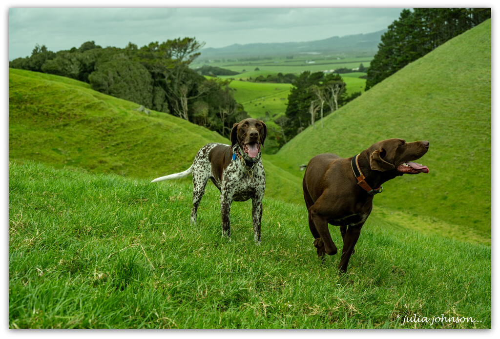 Jager & Jim.. The Grand Dogs.. by julzmaioro