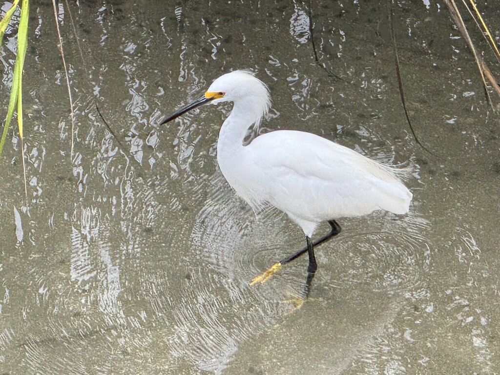 White evret by congaree