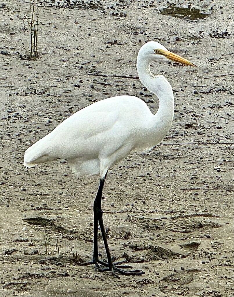 Statuesque by congaree