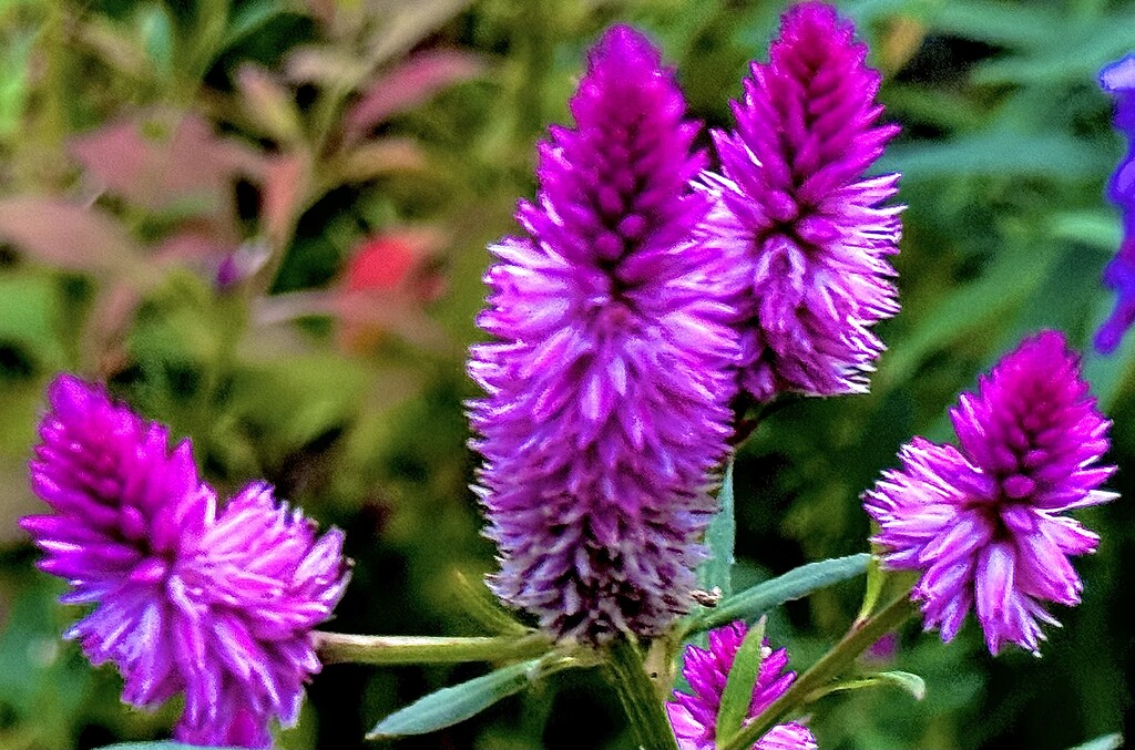 Mexican bush sage by congaree