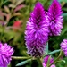 Mexican bush sage