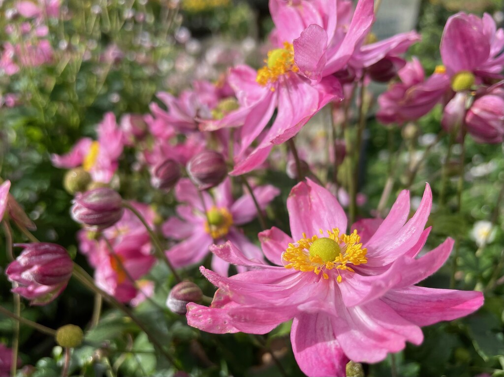 Japanese anemones by quietpurplehaze