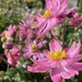 Japanese anemones