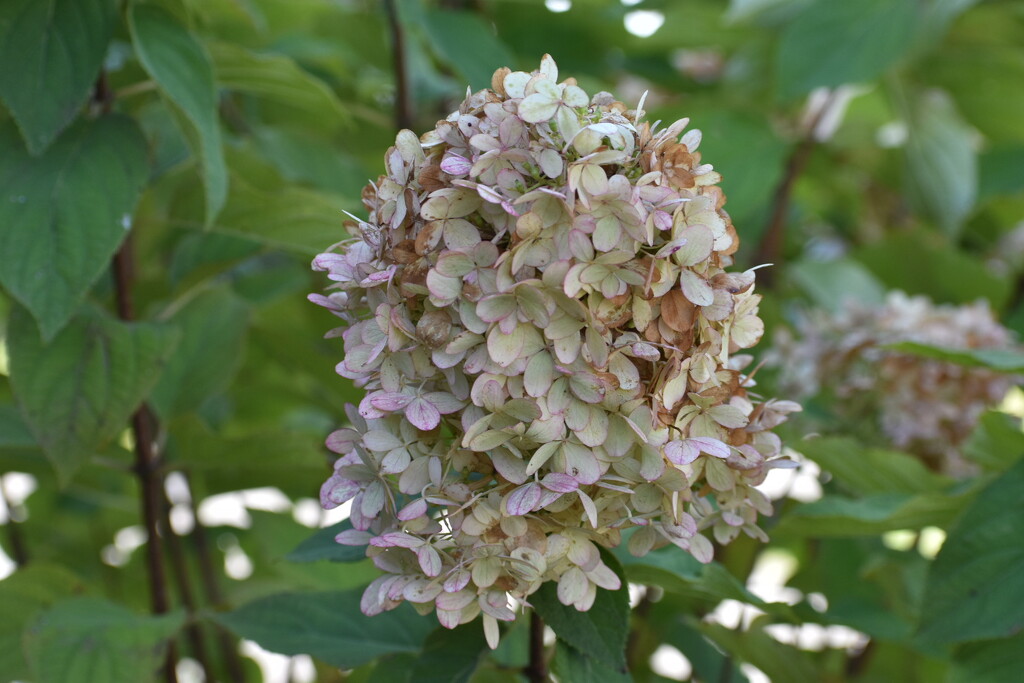 Gorgeous Hydrangea! by bjywamer