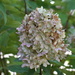 Gorgeous Hydrangea!