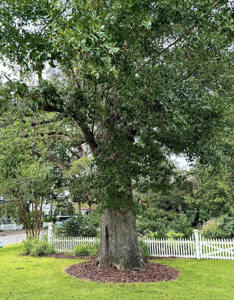 Quiet old neighborhood by congaree