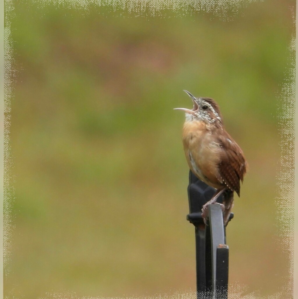 Carolina wren... by marlboromaam