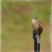 Carolina wren...