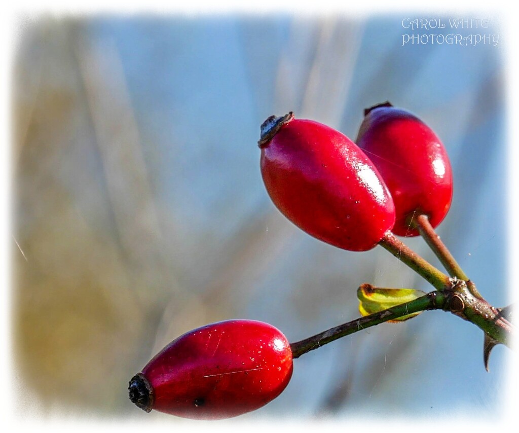 Rosehips by carolmw