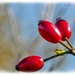 Rosehips