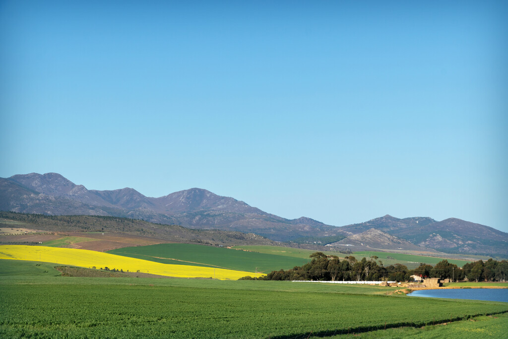 I wished there were more canola fields, by ludwigsdiana