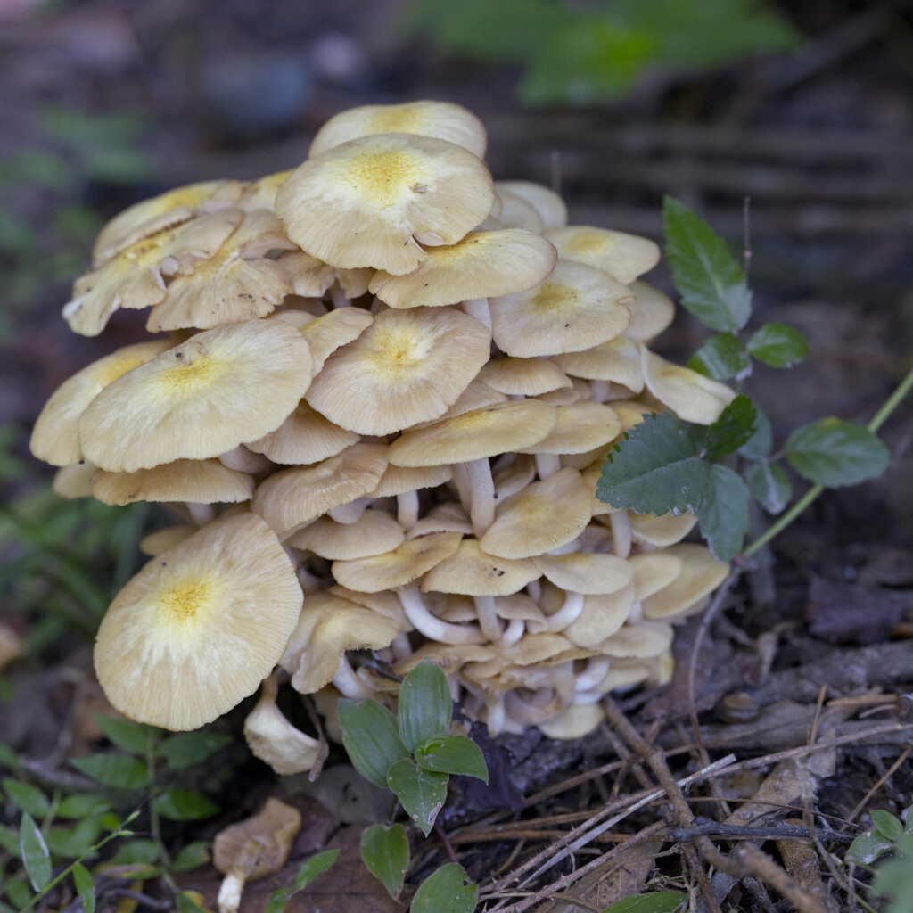 Honey Mushrooms by peachfront