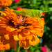 Grasshopper on Zinnia