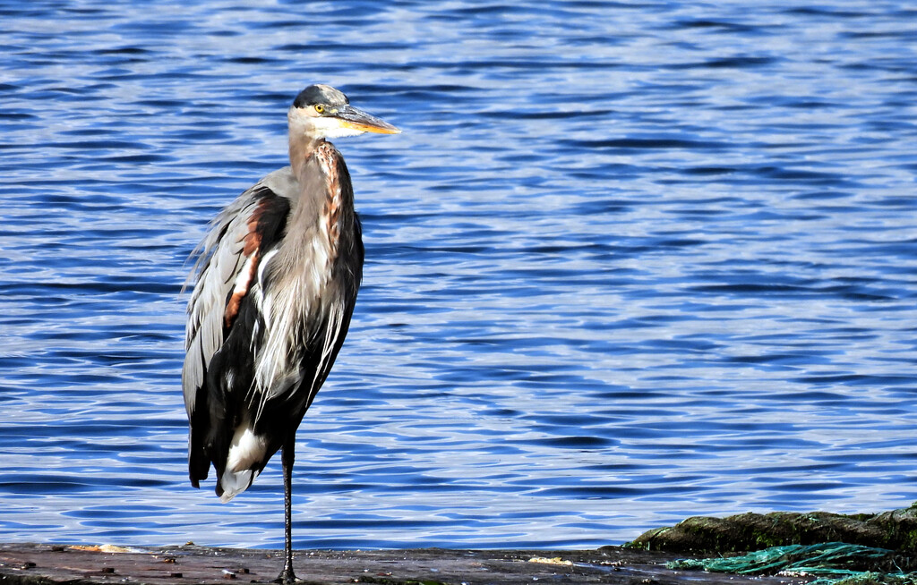 Great Blue Heron  by seattlite