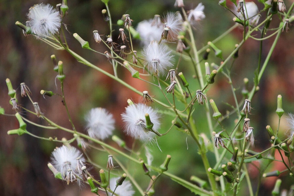 Fuzzy weeds by mittens